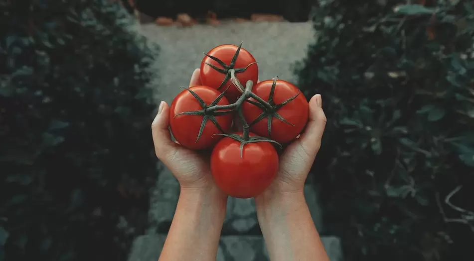 paradajky na potenciu